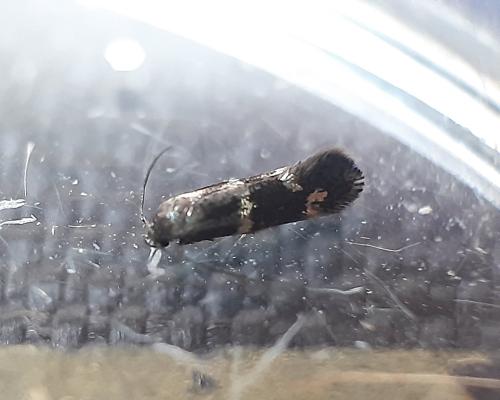 Réf. 301 338 : Elachista gleichenella
